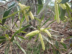 Acacia leiocalyx P6100022