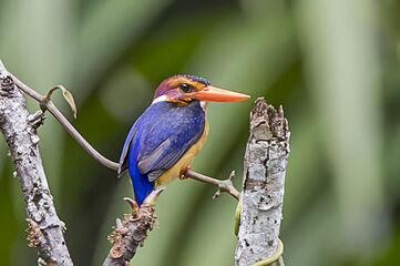 African pygmy kingfisher (Ispidina picta ferrugina) Ankasa