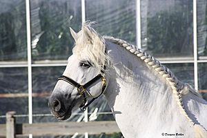 Andalusian 2