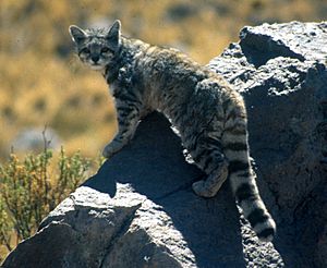 Andean cat 1 Jim Sanderson.jpg