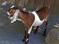 Anglo-Nubian goat at a zoo