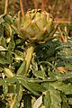 Artichoke Cynara cardunculus Head 2000px