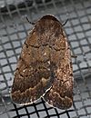 Athetis tarda - Slowpoke Moth (14068196279).jpg