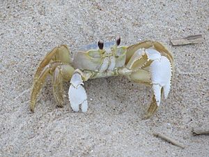 Atlantic ghost crab of Rehoboth Beach 2020c