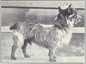 Australian Terrier circa 1915