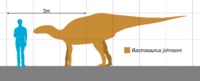 Bactrosaurus Scale.svg