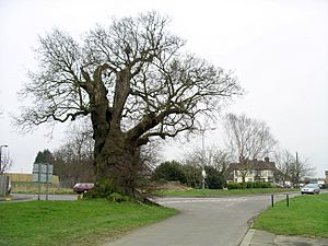 Baginton oak tree in winter 18f07