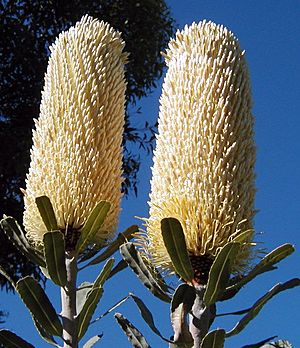 Banksia sceptrum chris email