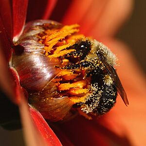 Bee covered in pollen