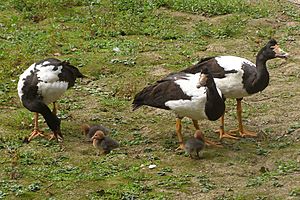 Bentley-wildfowl2