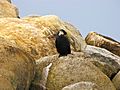 Black-bellied Little Pied Cormorant