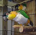 Black-headed Caique adult pets in cage