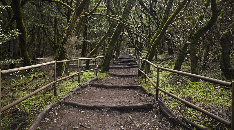 Bosque Encantado, Parque nacional de Garajonay, La Gomera, España, 2012-12-14, DD 19