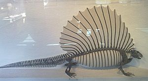Boston Edaphosaurus