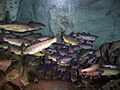 Brook, Brown and Rainbow Trout TN Aquarium