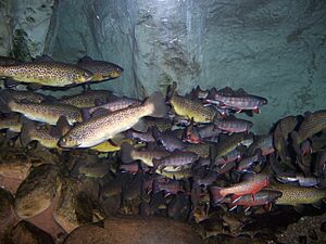 Brook, Brown and Rainbow Trout TN Aquarium