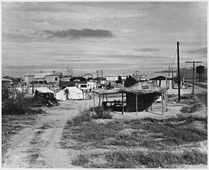 Buckeye, Maricopa County, Arizona. Private auto camp for cotton pickers, camp manager's store in for . . . - NARA - 522538