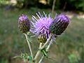 CIRSIUM ARVENSE - BÒFIA - IB-277 (Calcida)