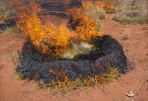 CSIRO ScienceImage 1325 Grass Fire