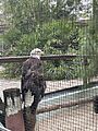 Calusa Nature Center and Planetarium Eagle