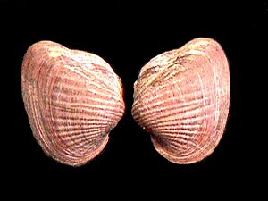 Castalia schombergiana 000