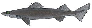 Centrophorus squamosus