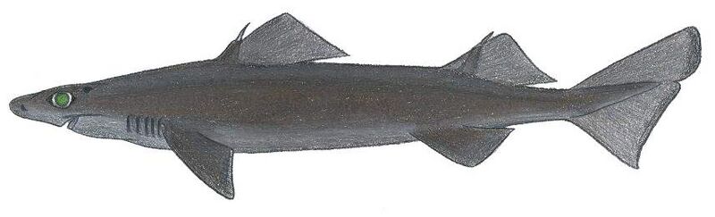 Centrophorus squamosus