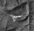 Cherry Springs 1938 Aerial Photo Crop