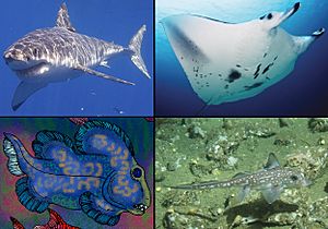 Chondrichthyes