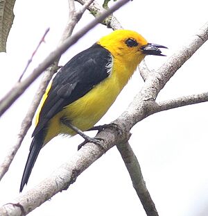 Chrysothlypis chrysomelas Costa Rica.jpg