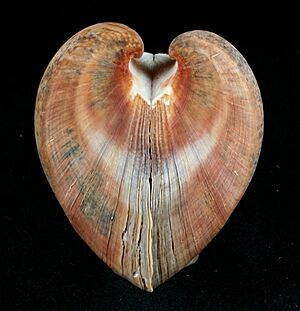 Cucullaea labiata 3