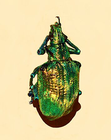 Curculionidae - Lamprocyphus augustus