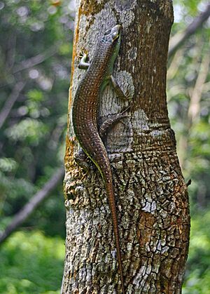 Dasi oliva 110125-11625 aip.jpg