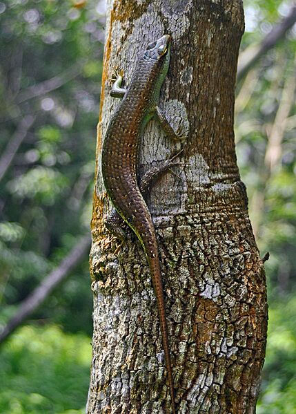 Dasi oliva 110125-11625 aip