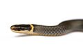 Diadophis punctatus1