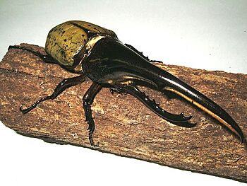 Dynastes hercules hercules01
