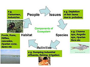 Ecosystem Componants
