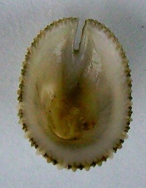 Emarginula striatula (underside view)