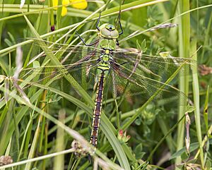 Emperor dragonfly (Anax imperator) female (cropped).JPG