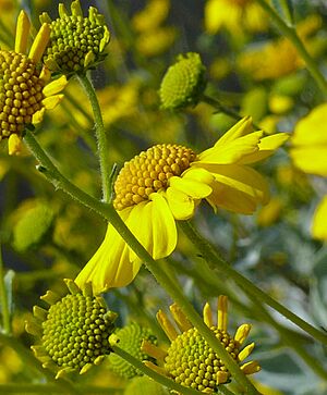 Encelia farinosa brittlebush flower