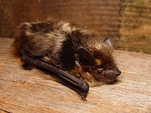 The image depicts a northern bat, crawling on a wooden surface