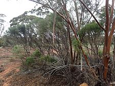 Eremophila dempsteri (habit)