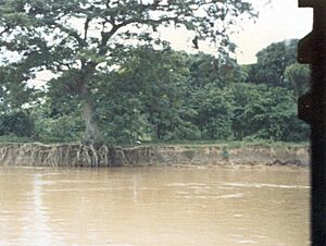 Erosión en El Samán del Apure