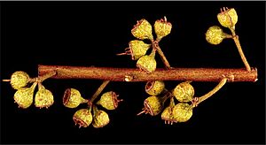 Eucalyptus formanii fruit