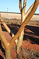 Eucalyptus loxophleba trunk murchison orig