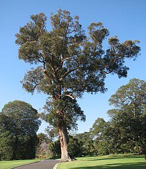 Eucalyptus muelleriana.jpg