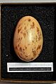 Eupodotis vigorsii MWNH 0039