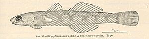 FMIB 39726 Sicyopterus tauae Jordan & Seale, new species Type.jpeg