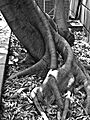 Ficus insipida roots