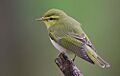 Flickr - Rainbirder - Wood Warbler (Phylloscopus sibilatrix)